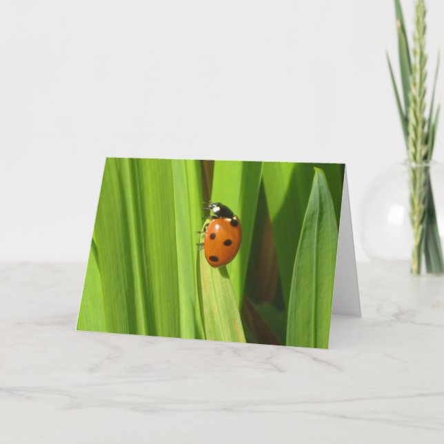 Carte de voeux d'image de photo de couleur (Devant)