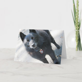 Carte de voeux Doggie