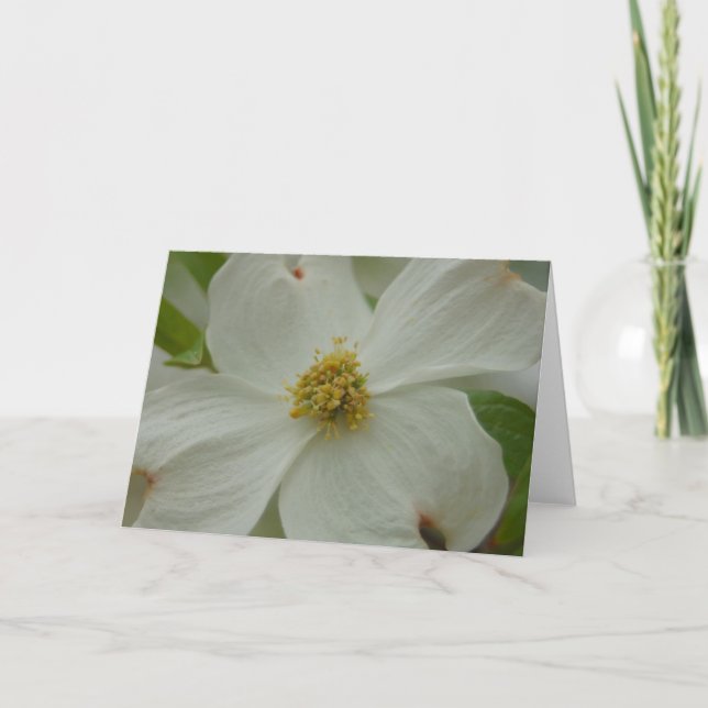 Carte de voeux Dogwood Blossom (Devant)