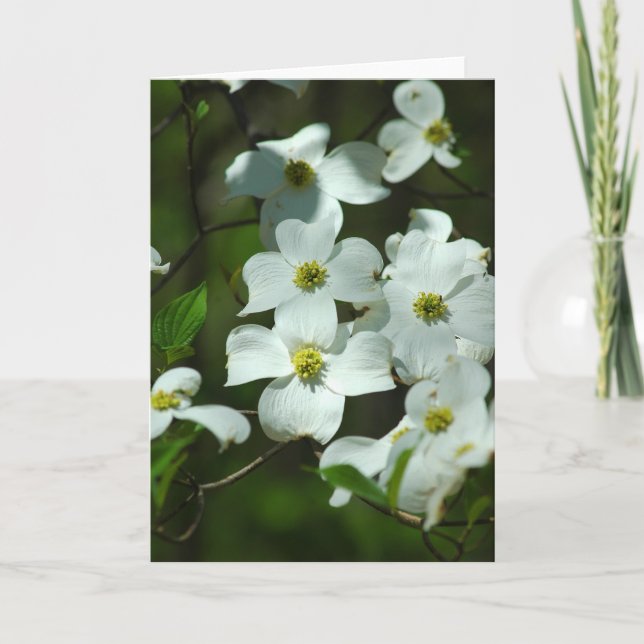 Carte de voeux Dogwood Flowers (Devant)