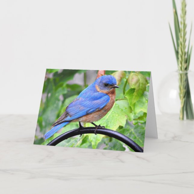 Carte de voeux d'oiseau bleu de jour pluvieux, (Devant)