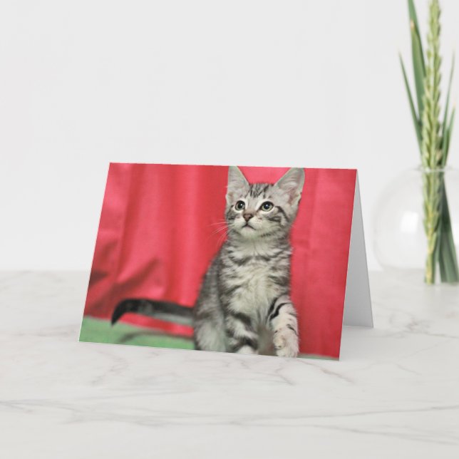 Carte de voeux douce de blanc de chaton (Devant)