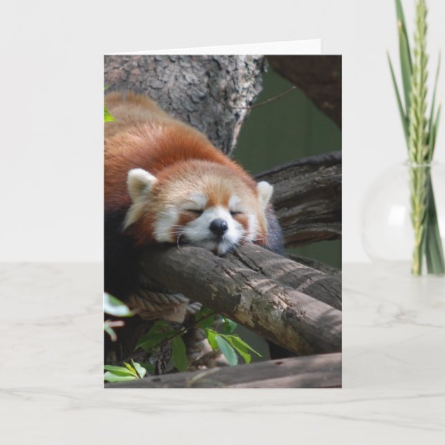 Carte de voeux d'ours panda de sommeil (Devant)