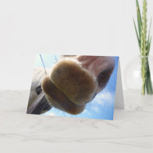 Carte de voeux drôle de cheval