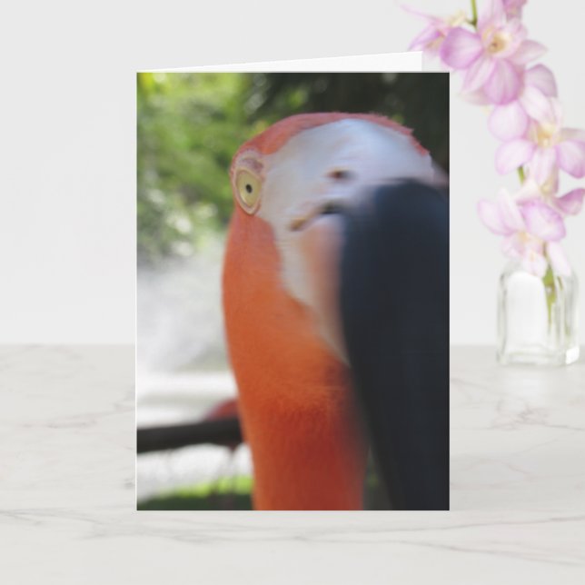 Carte de vœux drôle de flamant rose pour n'importe (Orchidée)