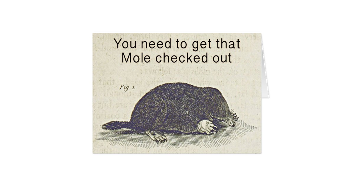 Carte De Voeux Drole De Taupe Humour Animal Zazzle Fr