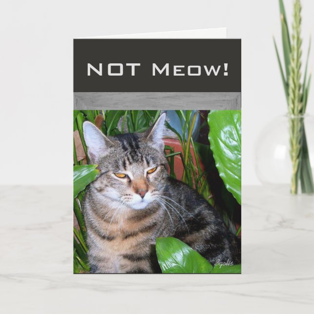 Carte de vœux drôle "Pas Miaou" pour chat (Devant)