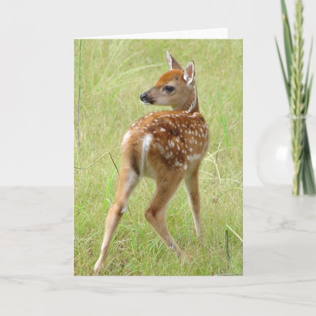 Carte de voeux du faon 6 de cerf de Virginie de (Devant)