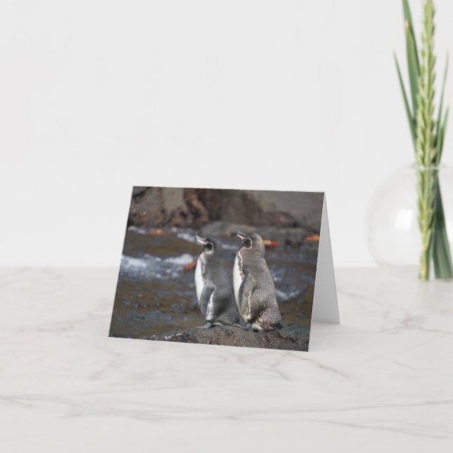 Carte de vœux du manchot des Galapagos (Devant)