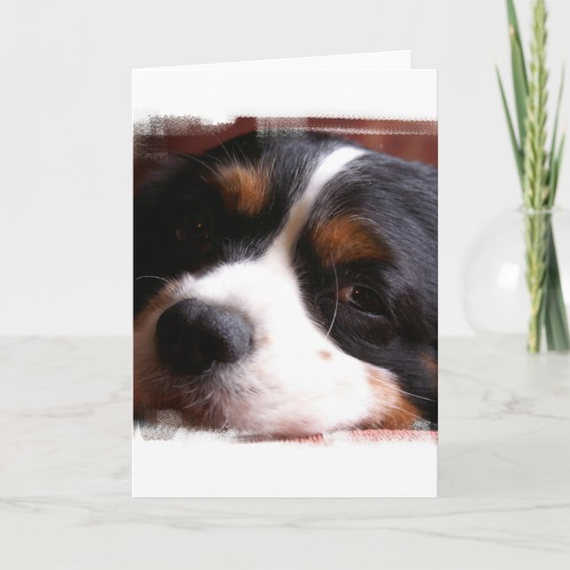 Carte de voeux du Roi Charles Cavalier Spaniel (Devant)