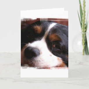 Carte de voeux du Roi Charles Cavalier Spaniel