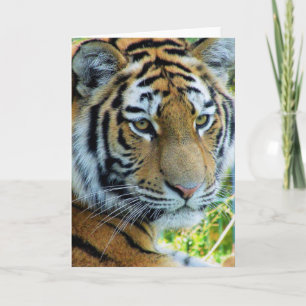 Carte de vœux du tigre de Sibérie, tigre de l'Amou