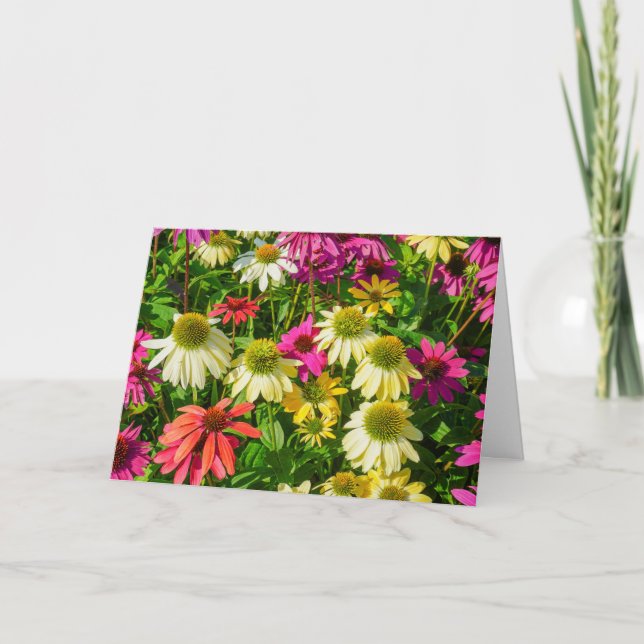 Carte de voeux - Echinacea à Portsmouth (Devant)