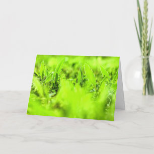 Carte de voeux écologique Plante verte