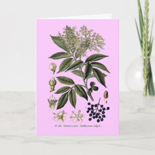 Carte de voeux Elderberry Sambucus