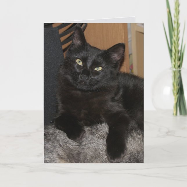 Carte de voeux en blanc de chat Ranger (Devant)