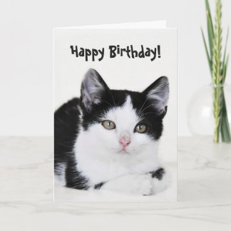 Carte de voeux en chaton blanc noir