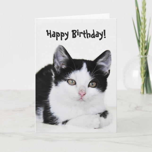 Carte de voeux en chaton blanc noir (Devant)