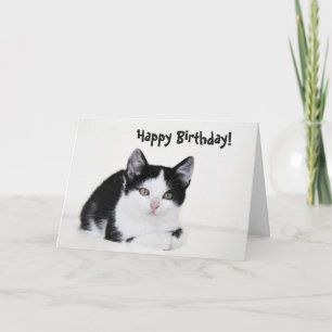Carte de voeux en chaton blanc noir