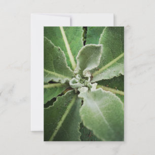 carte de voeux feuille verte