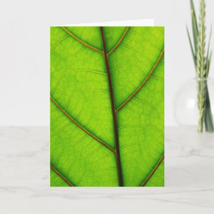 Carte de voeux Feuille verte