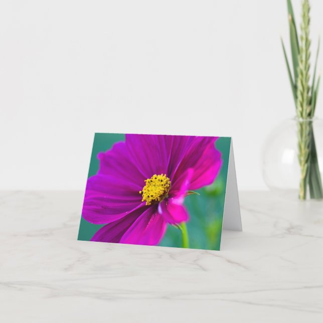 Carte de vœux fleur de Cosmos violette (Devant)