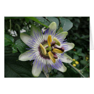 Carte de vœux Fleur de la Passion