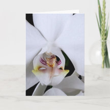 Carte de vœux fleur d'orchidée blanche