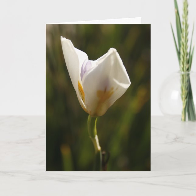 Carte de voeux Fleur Iris Blanc (Devant)