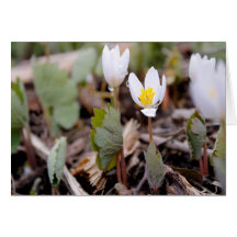 Carte de voeux Fleurs de printemps