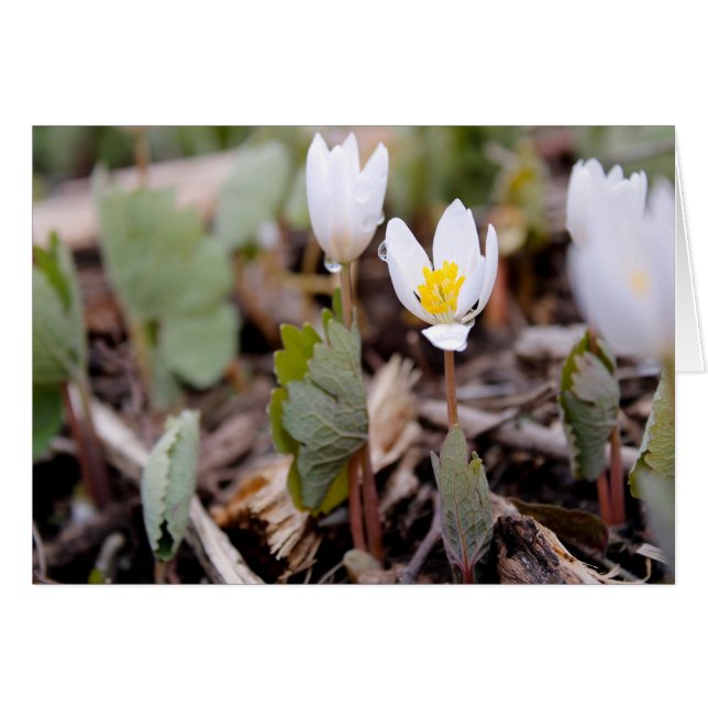 Carte de voeux Fleurs de printemps (Devant horizontal)