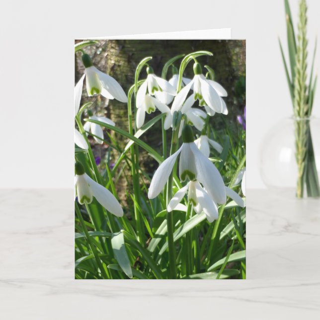 Carte de voeux Fleurs de printemps Snowdrops (Devant)