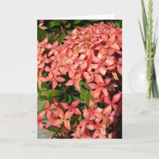 Carte de vœux - Fleurs rouges (vierge)