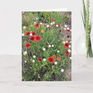 Carte de voeux Fleurs sauvages du Colorado