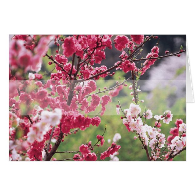 Carte de voeux florale vierge de Cherry Blossoms D (Devant horizontal)