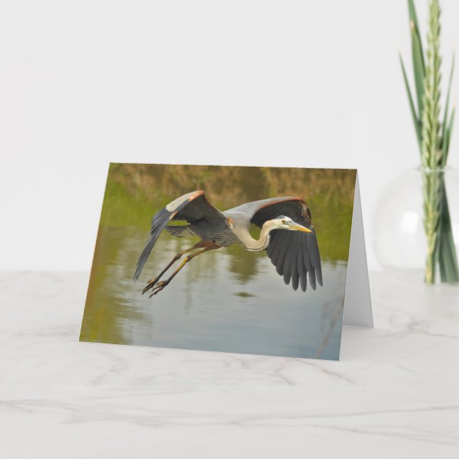 Carte de voeux Flying Great Blue Heron (Devant)
