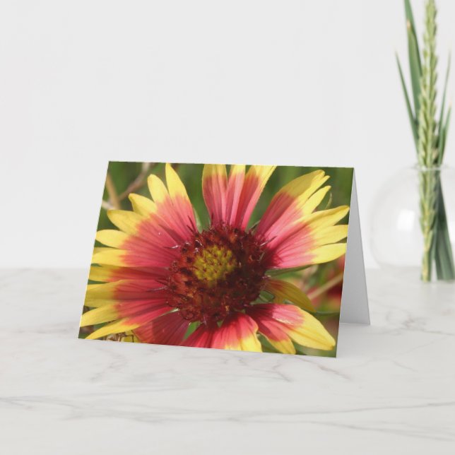 Carte de voeux Gaillardia (Devant)