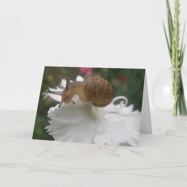 Carte de voeux Garden Snail et White Carnation (Devant)
