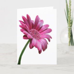 Carte de voeux Gerbera Daisy