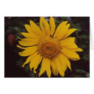 Carte de voeux Giant Sunflower Bee Green Pine Tree