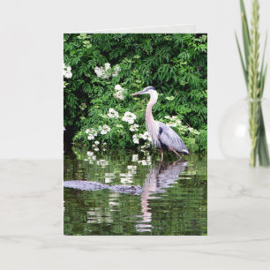 Carte de voeux Great Blue Heron et Alligator
