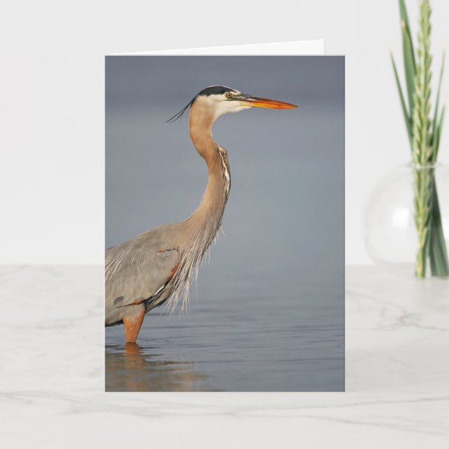 Carte de voeux Great Blue Heron Profil (Devant)