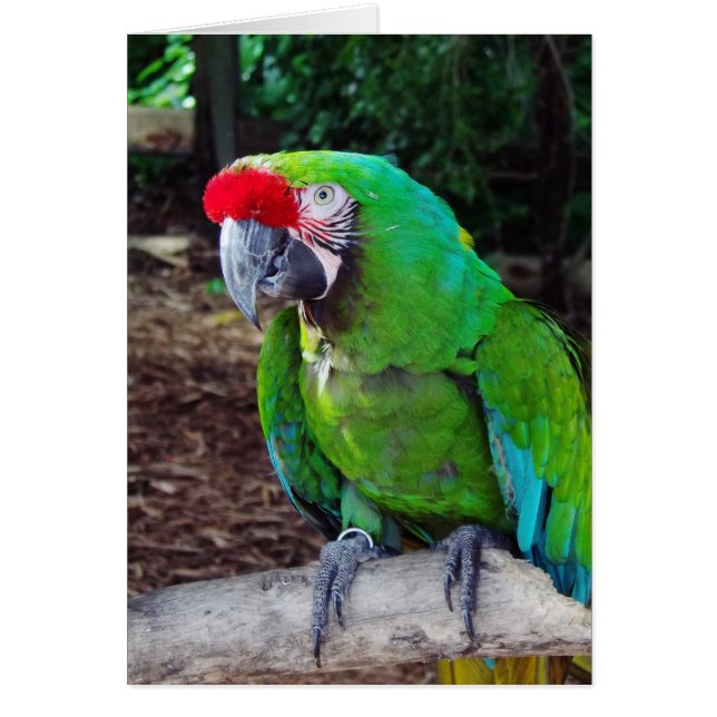 Carte de voeux Green Parrot (Devant)