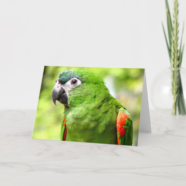 Carte de voeux Green Parrot 2 (Devant)