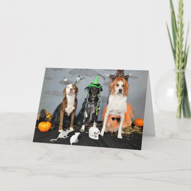Carte de voeux Halloween. Photo, 3 chiens traînés. (Devant)