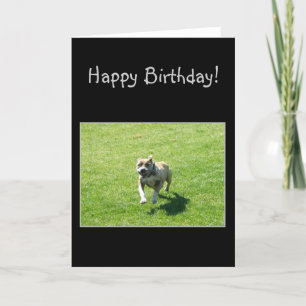 Carte de voeux heureuse de Bithday Pitbull