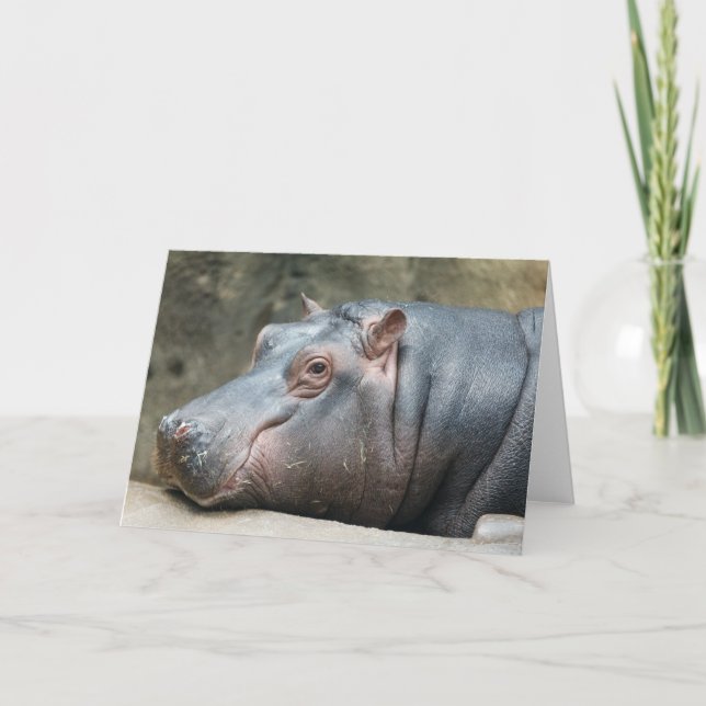 Carte de voeux Hippopotamus (Devant)