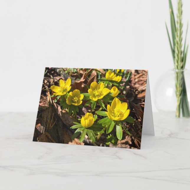 Carte de voeux hiver/printemps (vierge à l'intérie (Devant)