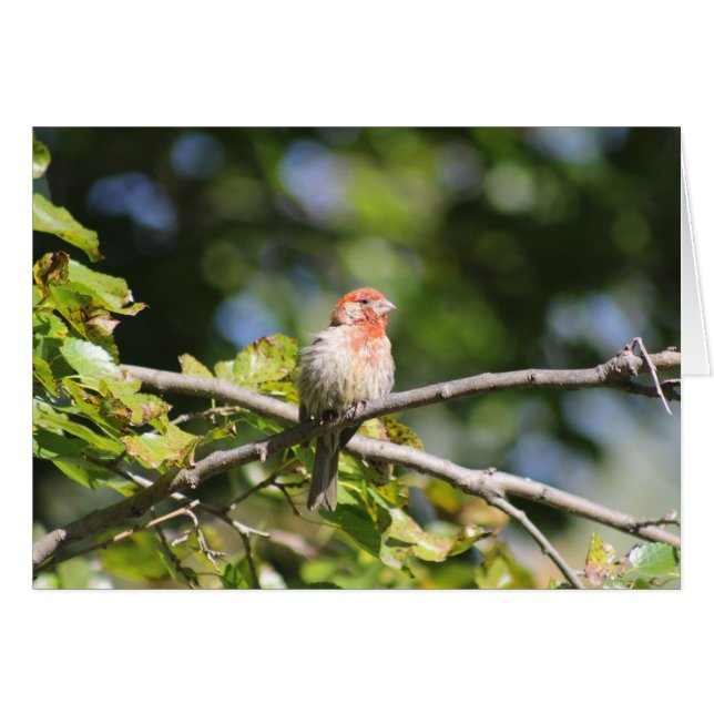 Carte de voeux House Finch (Devant horizontal)