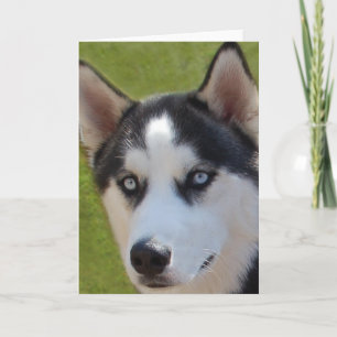 Carte de voeux Husky photo